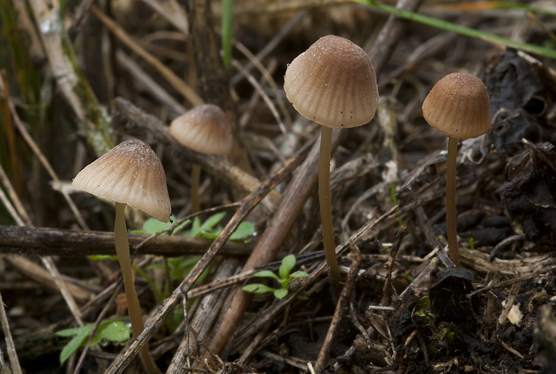 Mycena olivaceomarginata